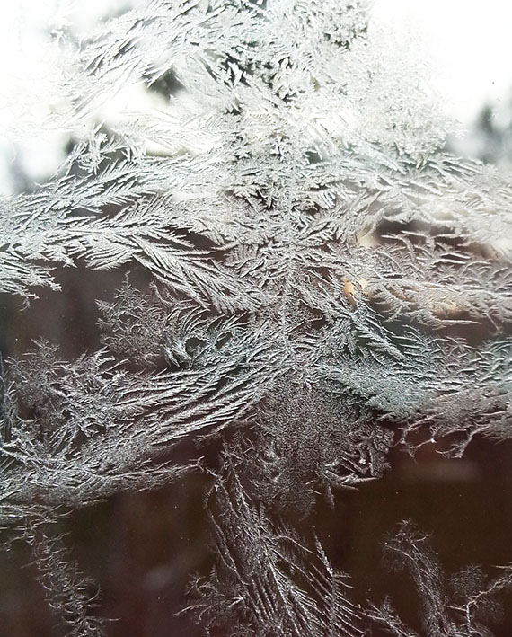 winter flowers