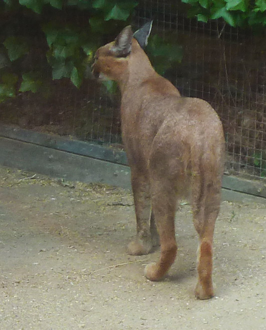 Caracal walking away