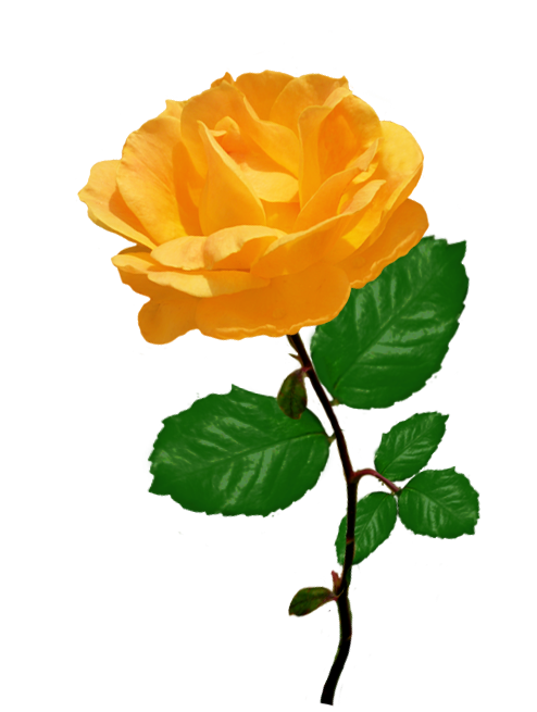 orange rose clipart with leaves