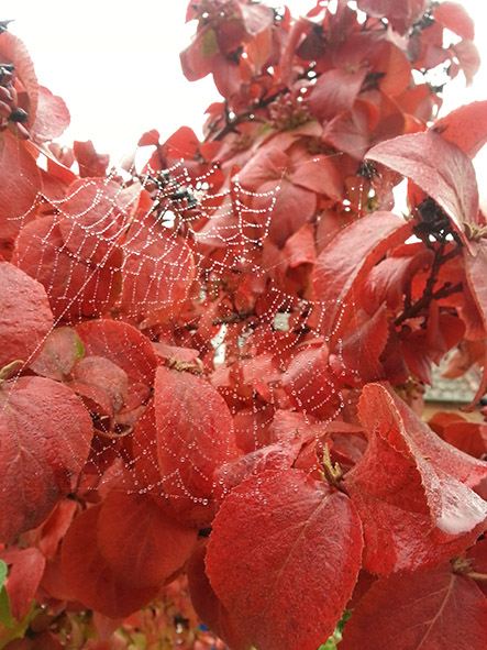 red autumn leaves and spider web