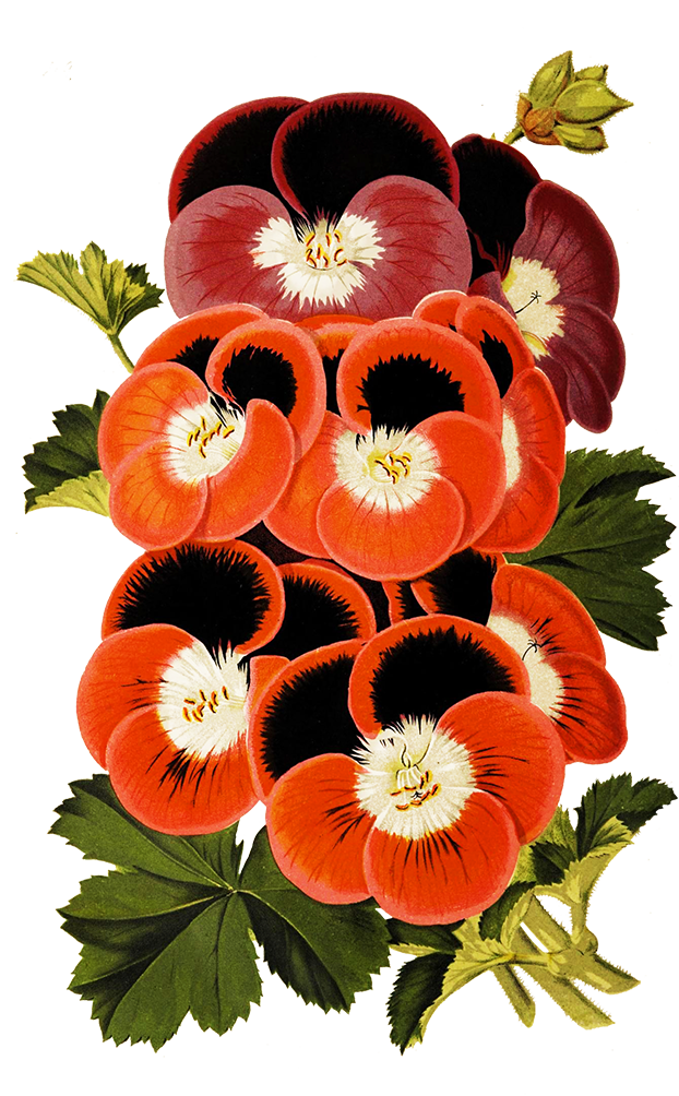 pansies for scrapbooking