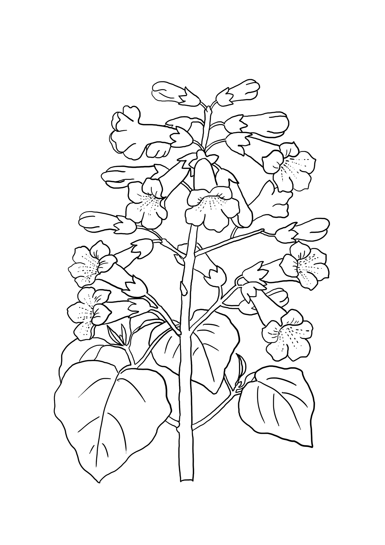 flower coloring printable