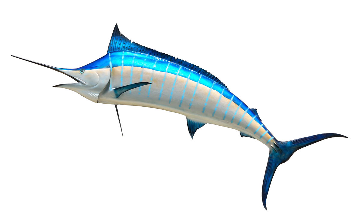Blue Marlin fish picture