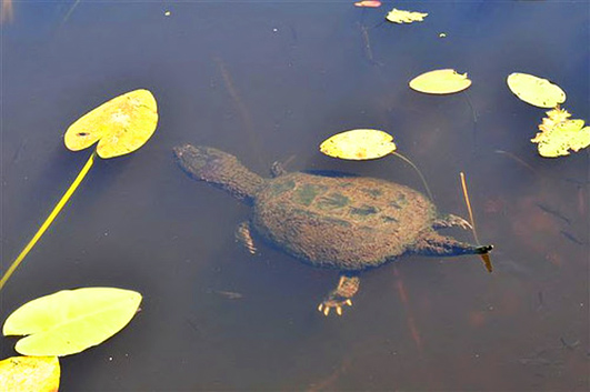 Snapping turtle in water