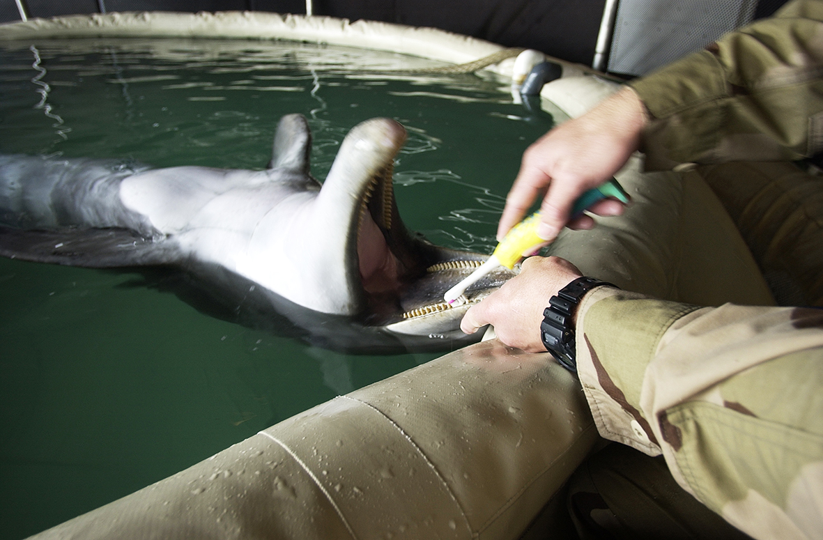 brushing dolphin teeth