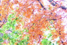 autumn scenes soft red green leaves