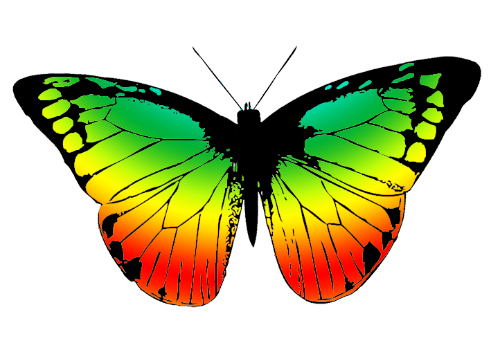 butterfly with many colors