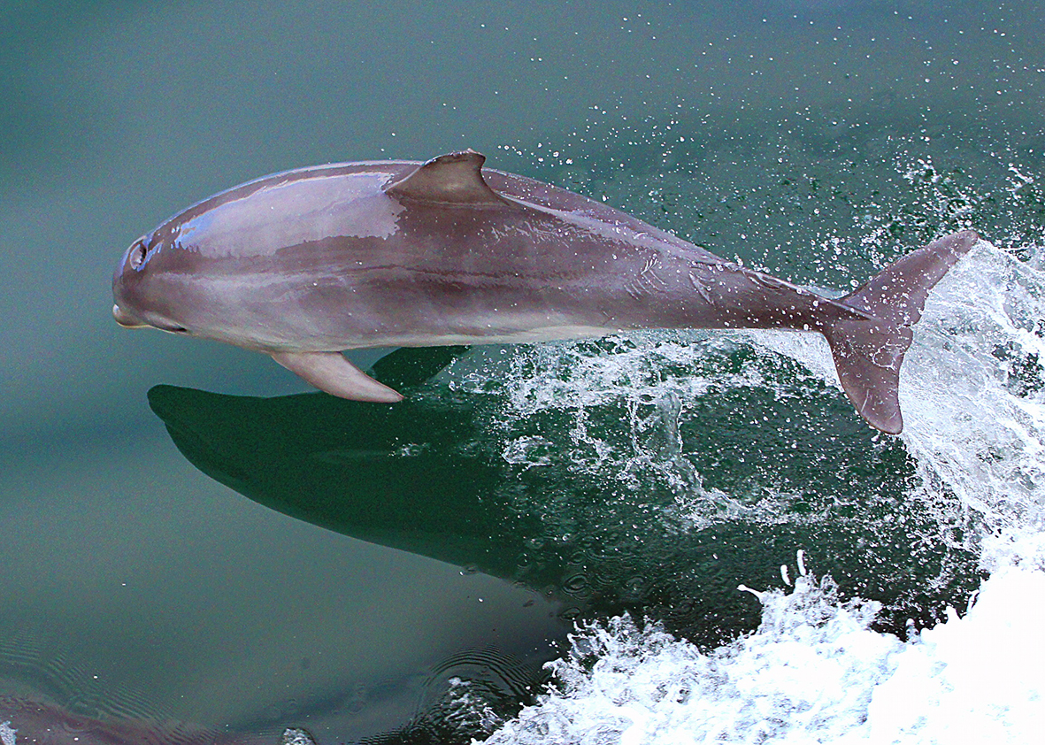 Pictures of dolphins photo