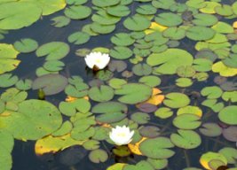 Scenery with white waterlilies