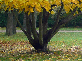 fall photos tree yellow leaves grass