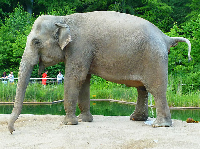 elephant peeing and shitting