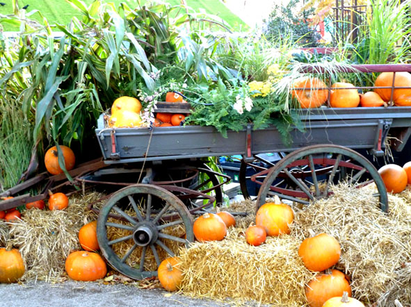 cart with pumpkins for Halloween