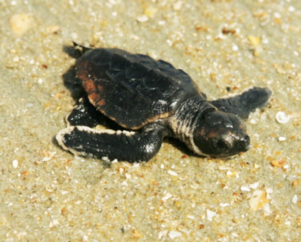 loggerhead baby heading towards the ocean