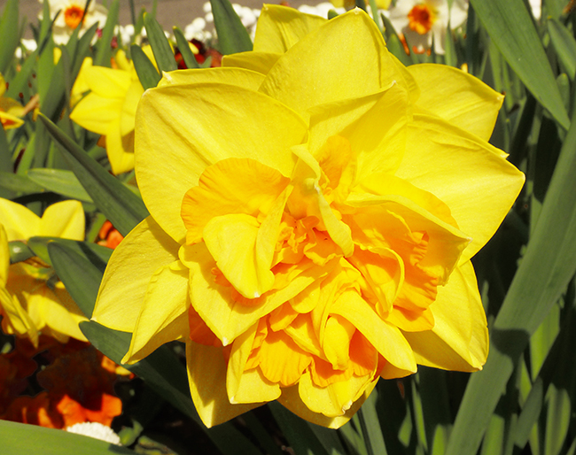 spring flowers pictures daffodil