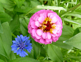 flower pics cornflower purple flower