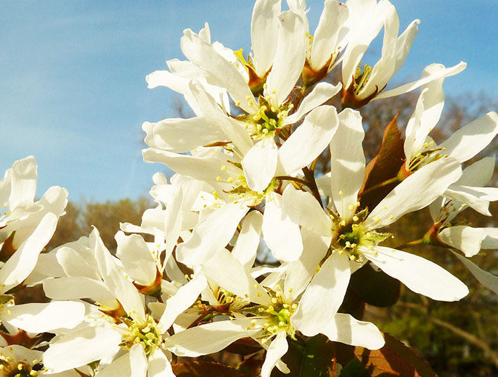 white flowers against blue sky