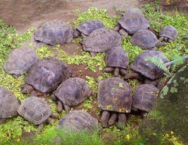 giant tortoise eating