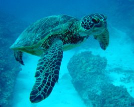 sea turtle green swimming blue water