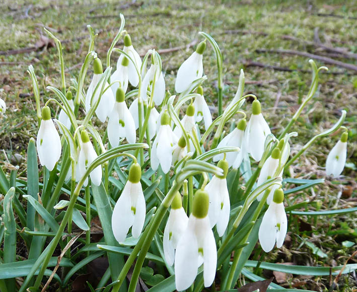 lots of snow drops