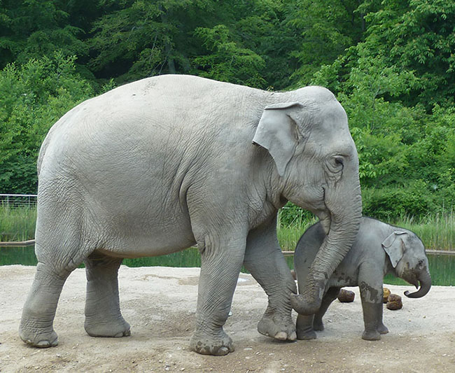 Asian elephant mother and child