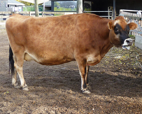Jersey cow in zoo