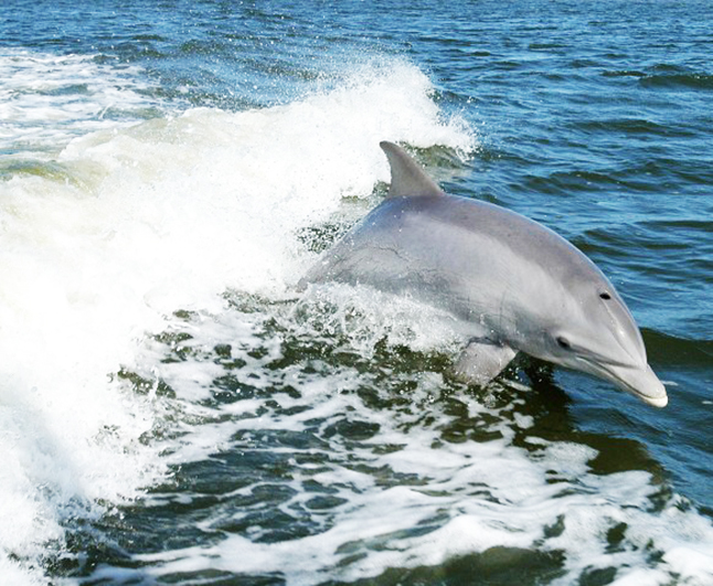 bottlenose dolphin picture