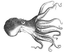 octopus clip art pallidus