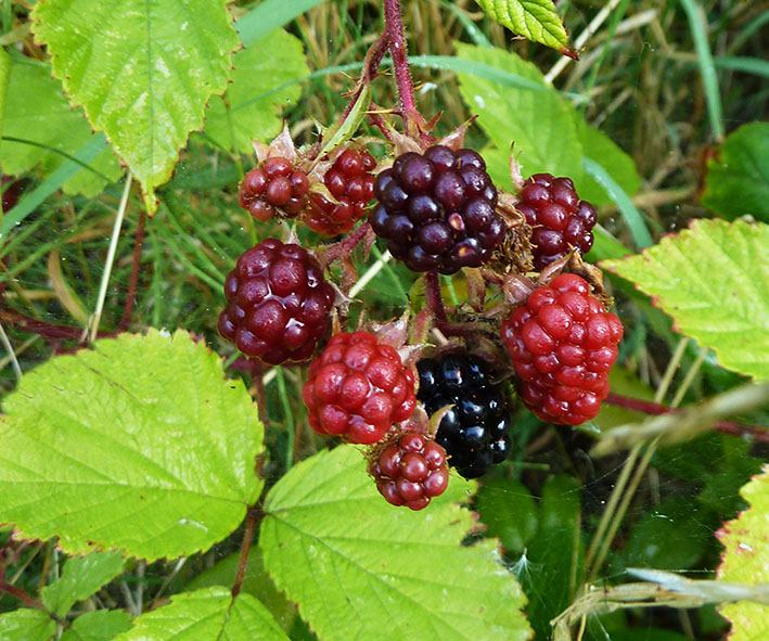 ripe blackberry