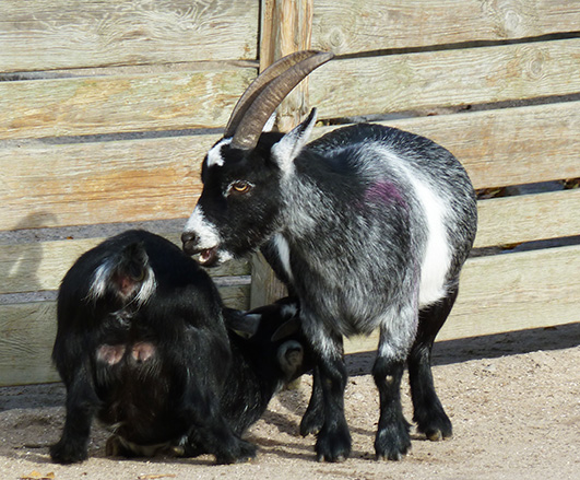 pet goats in zoo one dringking milk