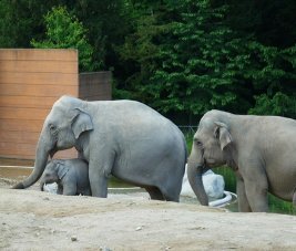 Female elephants and baby