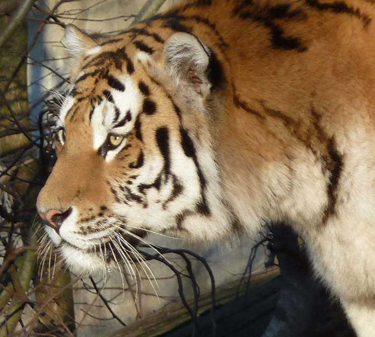 face of tiger
