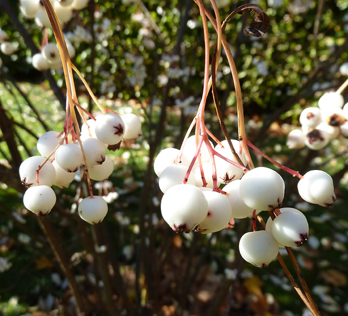 fall berries