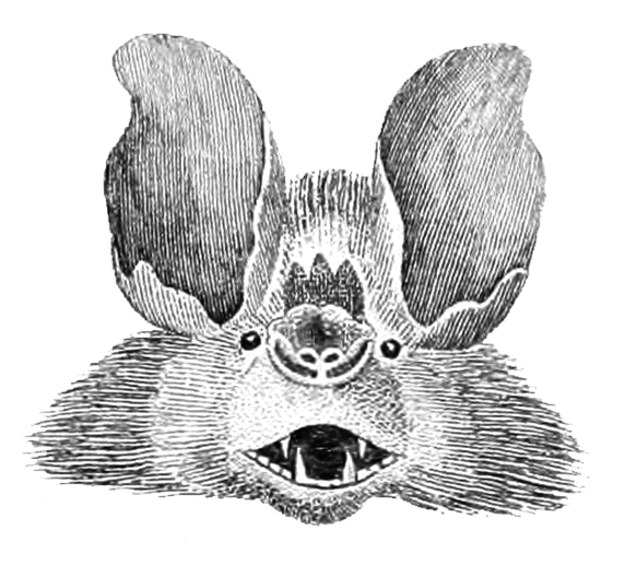 bat head black white