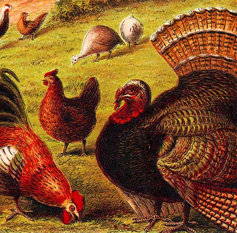 Painting of turkey bird and hen