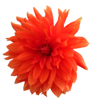orange dahlia flower