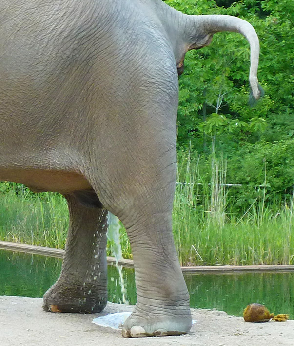 elephant peeing and close up of tail