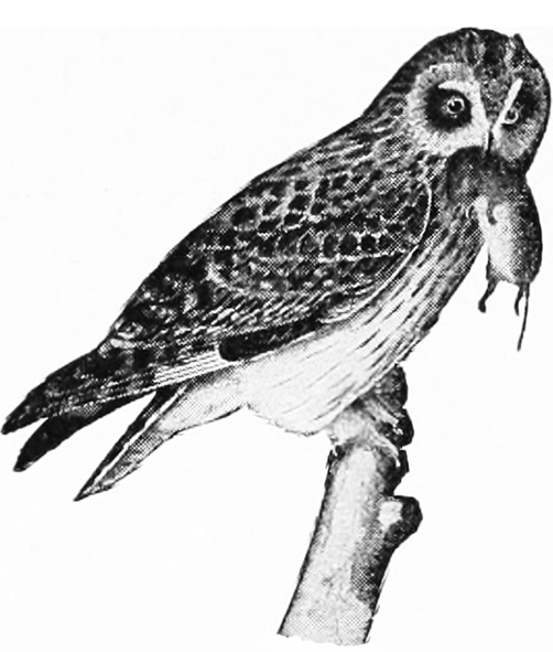 owl has caught a mouse