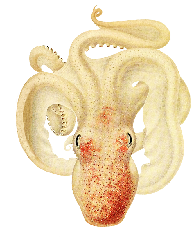 ocotpus clipart soft pale colors