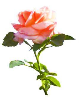 pink rose clipart with leaves