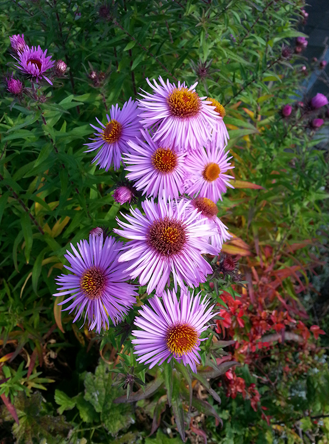 Asters autumn flowers