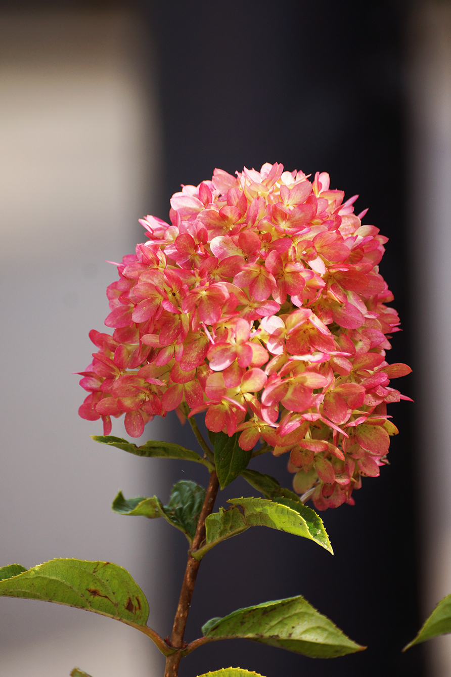 photo of soft red flower