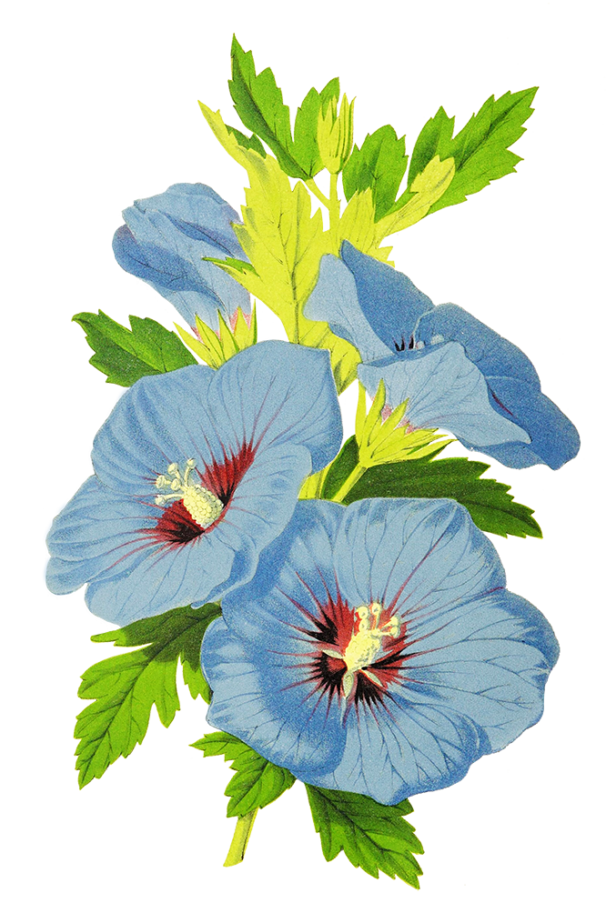 blue flowers for scrapbooking