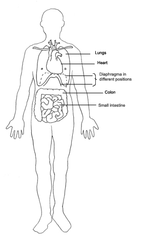 human body diagram heart lungs intestine