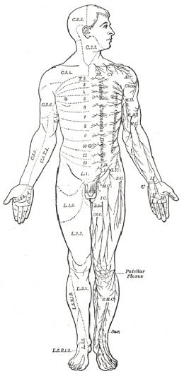 body diagram front