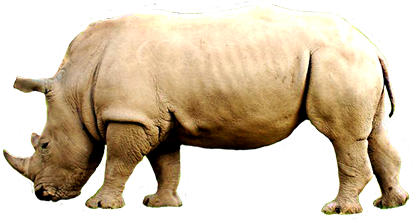 rhinoceros clip art