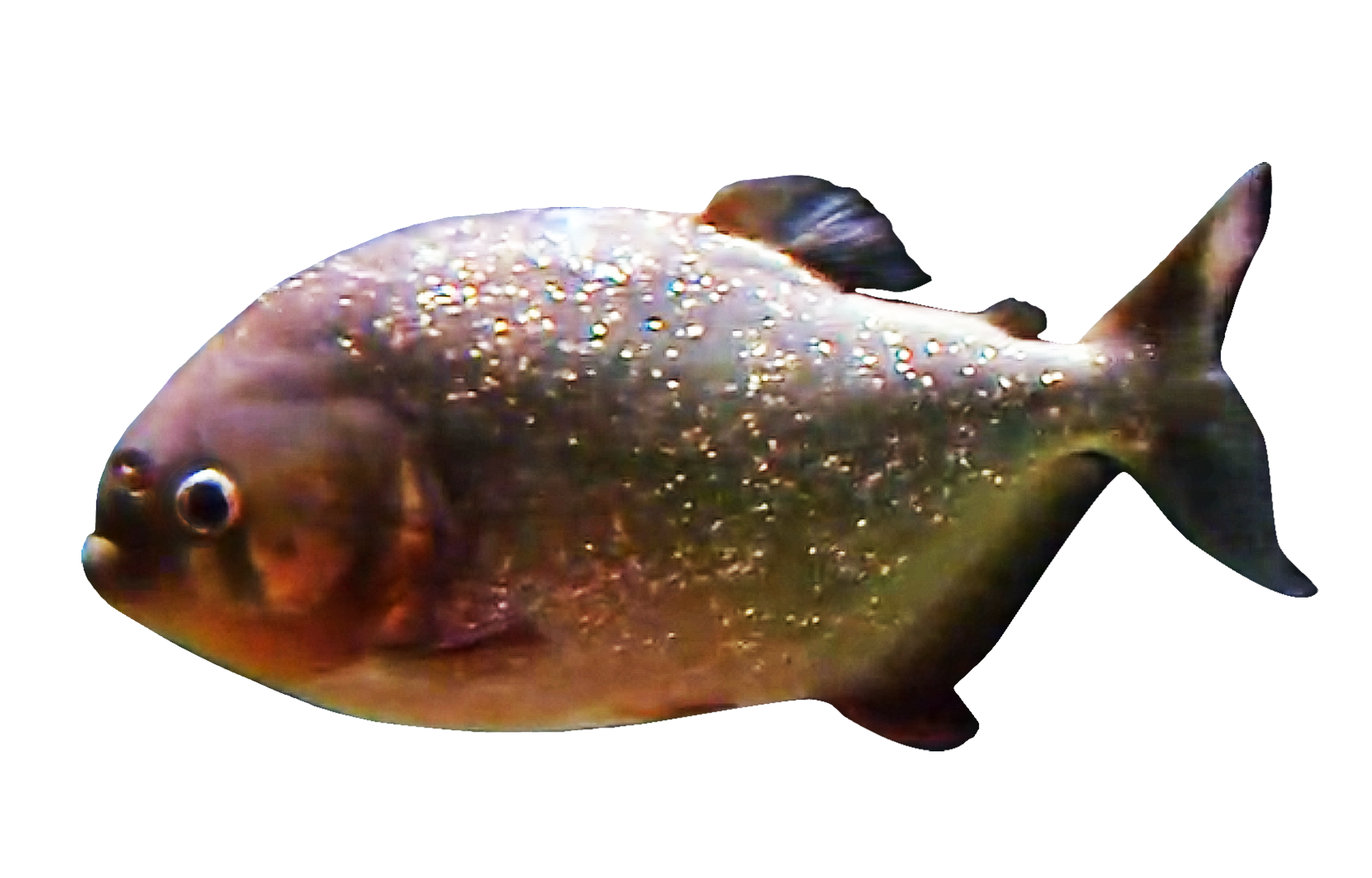 piranhas clip art
