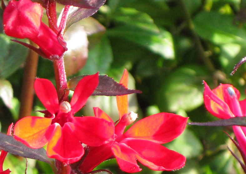 beautiful flower pics red flower