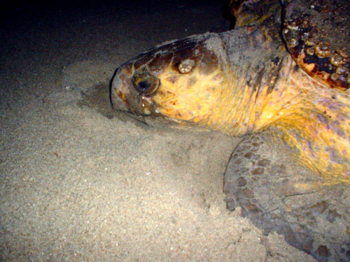 loggerhead female on beach at night