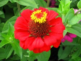 clipart red flower yellow stamens