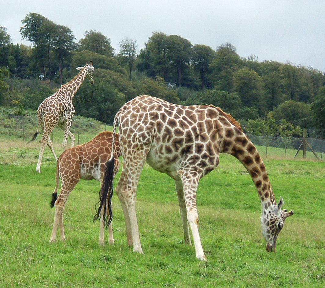 giraffes and giraffe baby